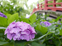 紫陽花