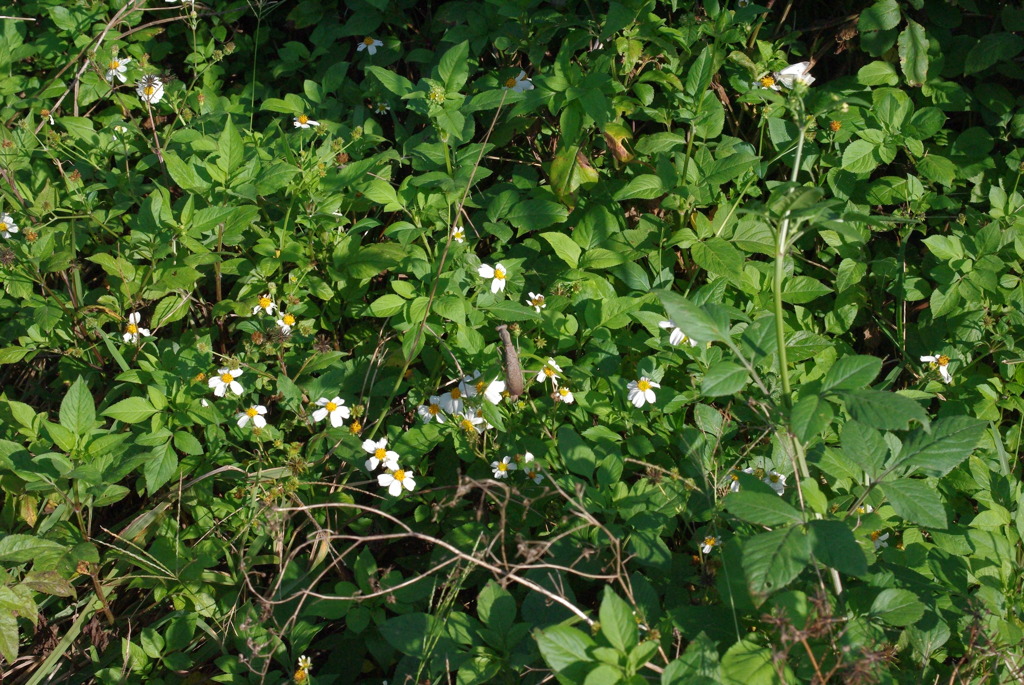 IMGP0466