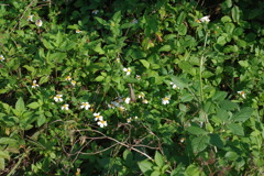 IMGP0466