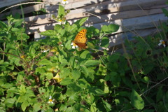 IMGP0472