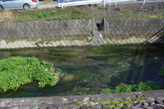IMGP3287