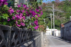 IMGP0460
