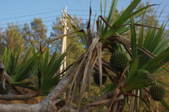 IMGP0514