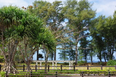 IMGP0931