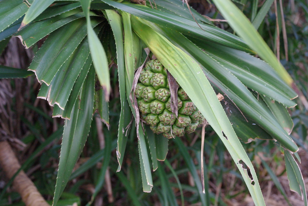 IMGP0437