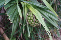IMGP0437