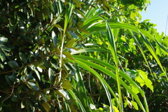 IMGP0494