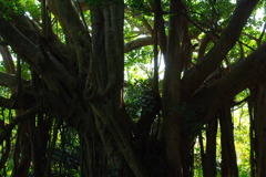IMGP0487