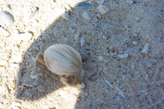 IMGP0385