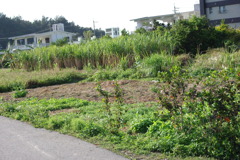 IMGP0474
