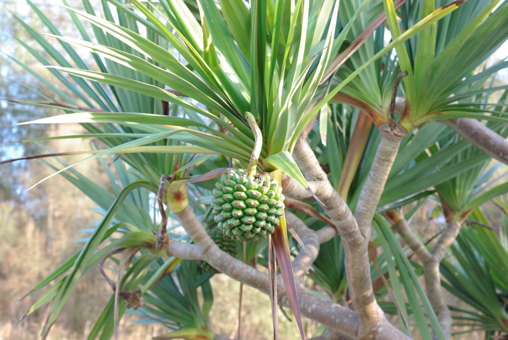 IMGP0512