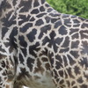 首の長いキリン