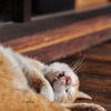 この猫・・・