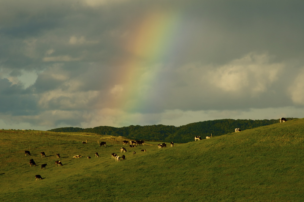 牛と虹