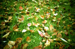 Fallen Leaves #2