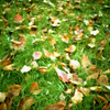 Fallen Leaves #2
