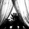 Plants Silhouette