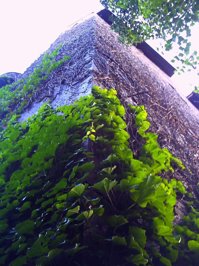 Overgrow