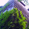Overgrow