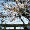 Sakura Cold Day