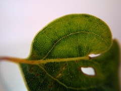 Leaf #2