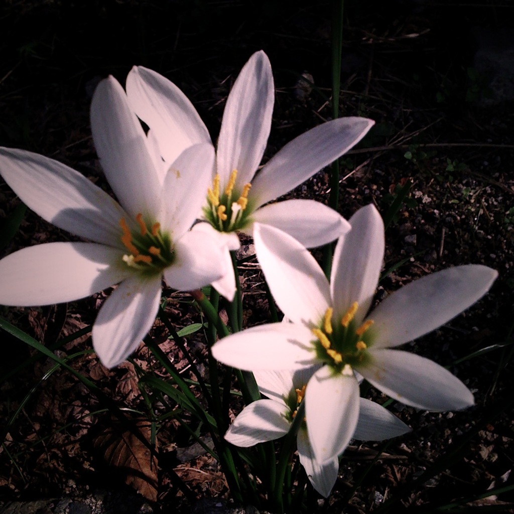 Zephyranthes