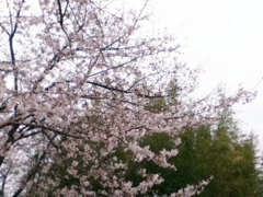 Sakura Windy Day