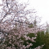 Sakura Windy Day