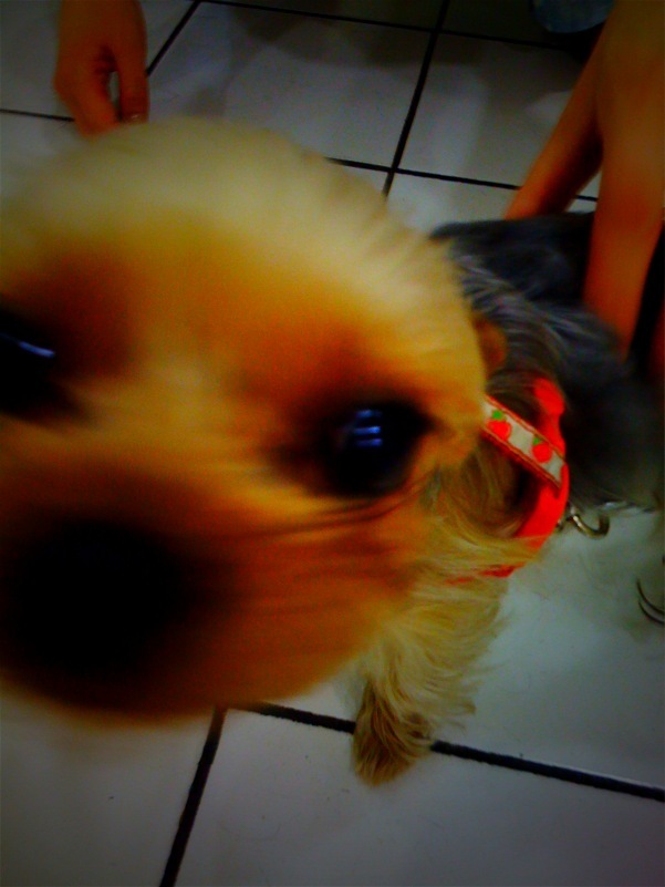 Dog Face