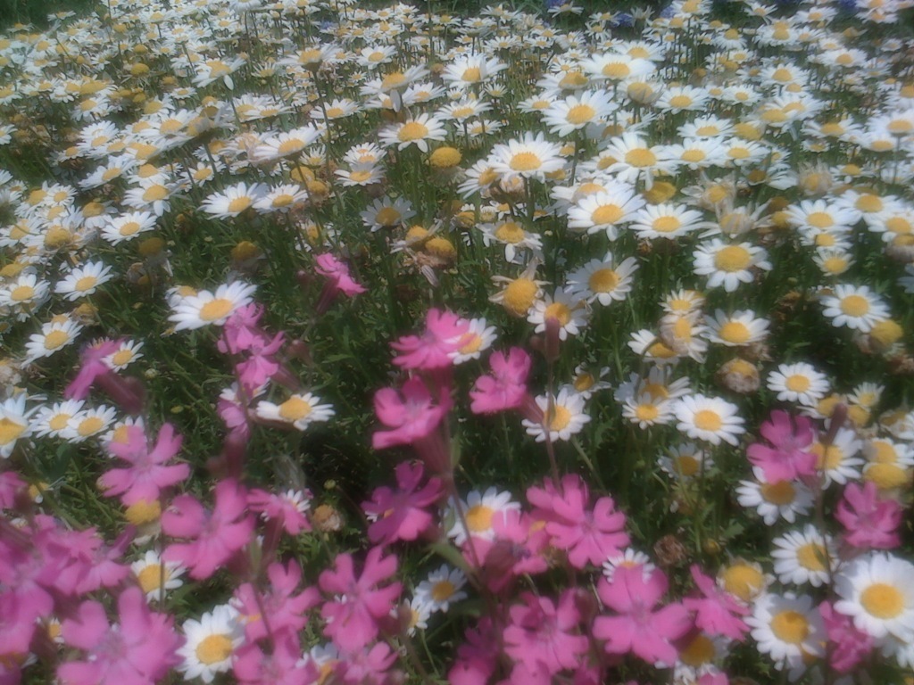 Riverside Flowers #3