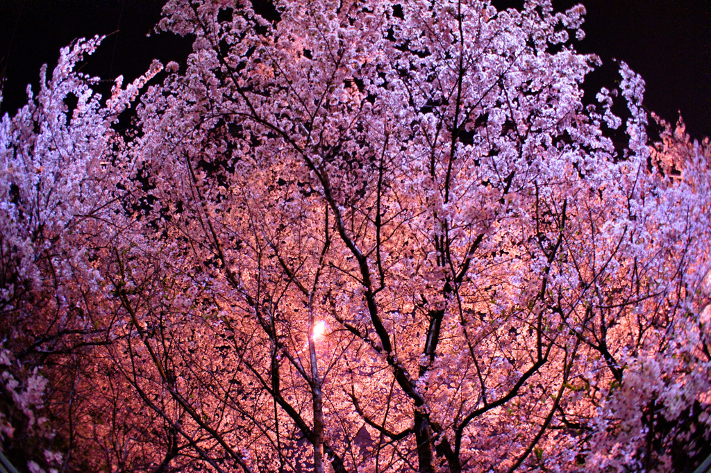 Sakura Evening