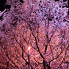 Sakura Evening