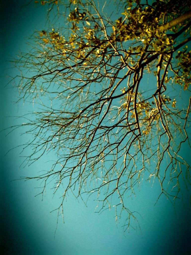 Autumn Sky