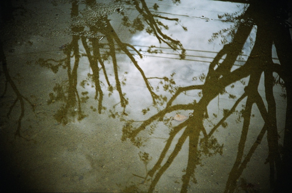 Puddle Reflection #2