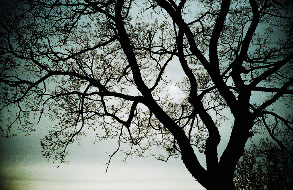 Capillary