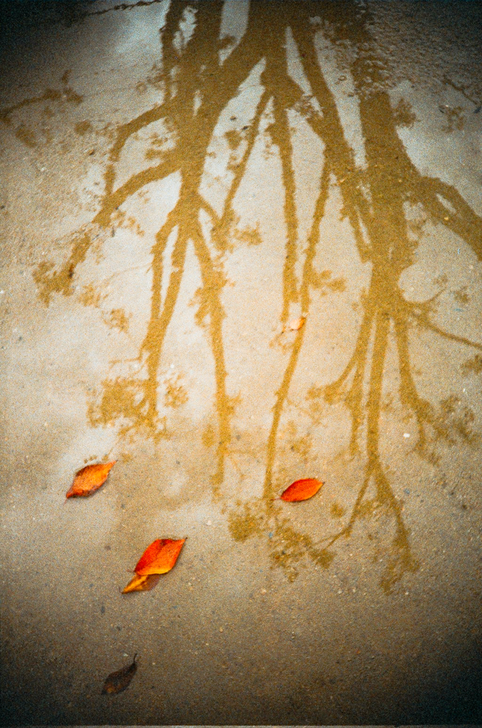 Puddle Reflection #1