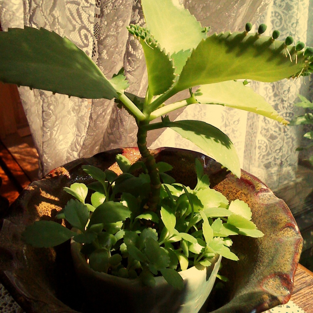 Gentle Sunlight