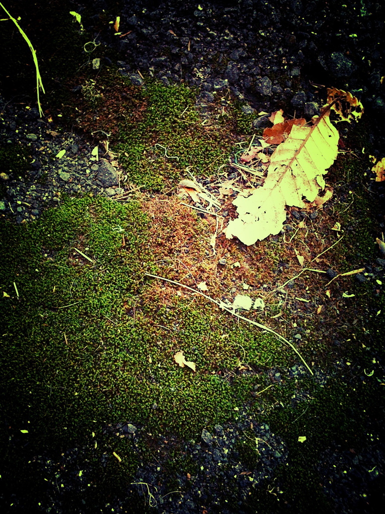 Moss Leaf