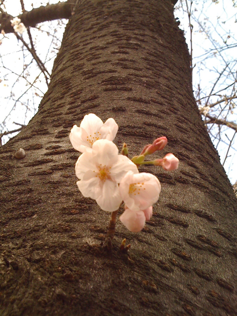 Sakura