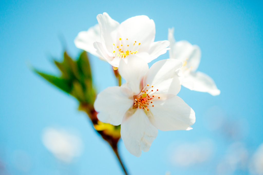 Sakura Sunny Day