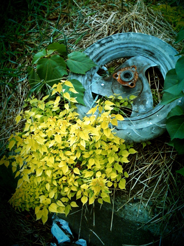 Abandoned Tire