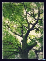 Green Tree