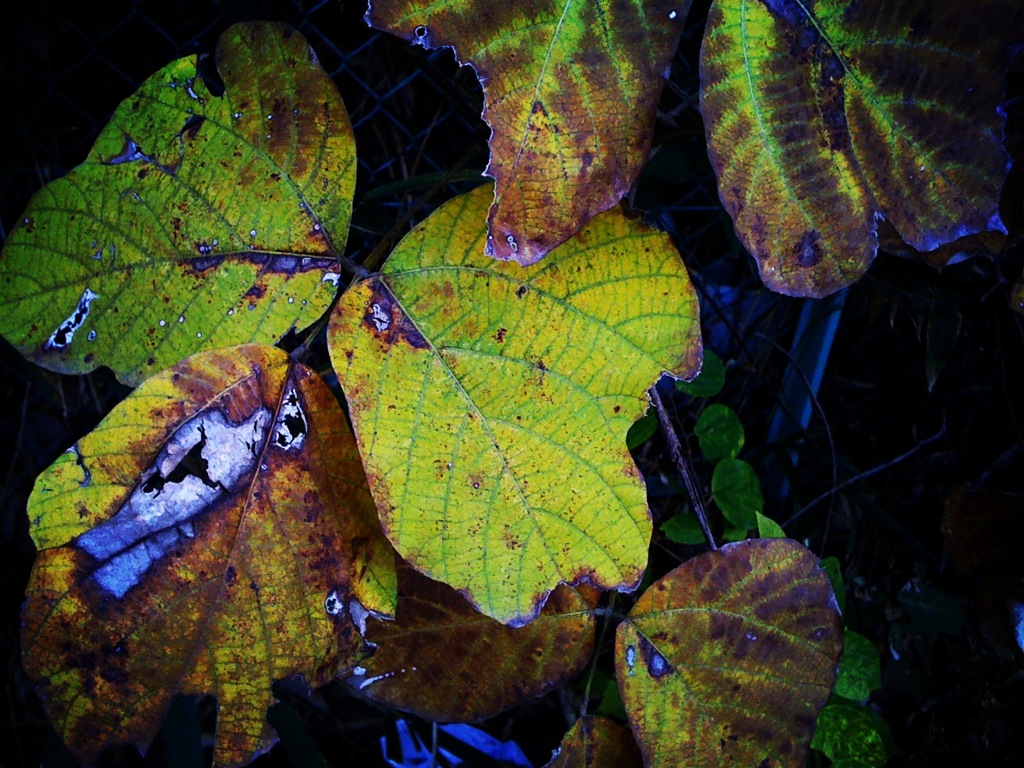 Decayed Leaves