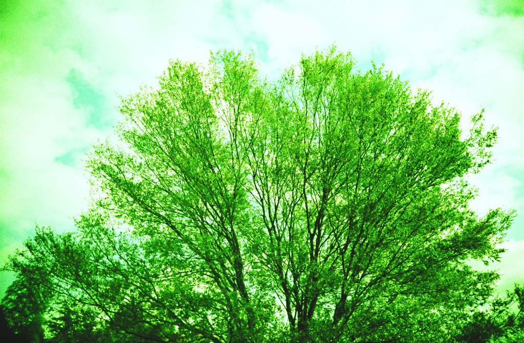 X-PRO Green #1