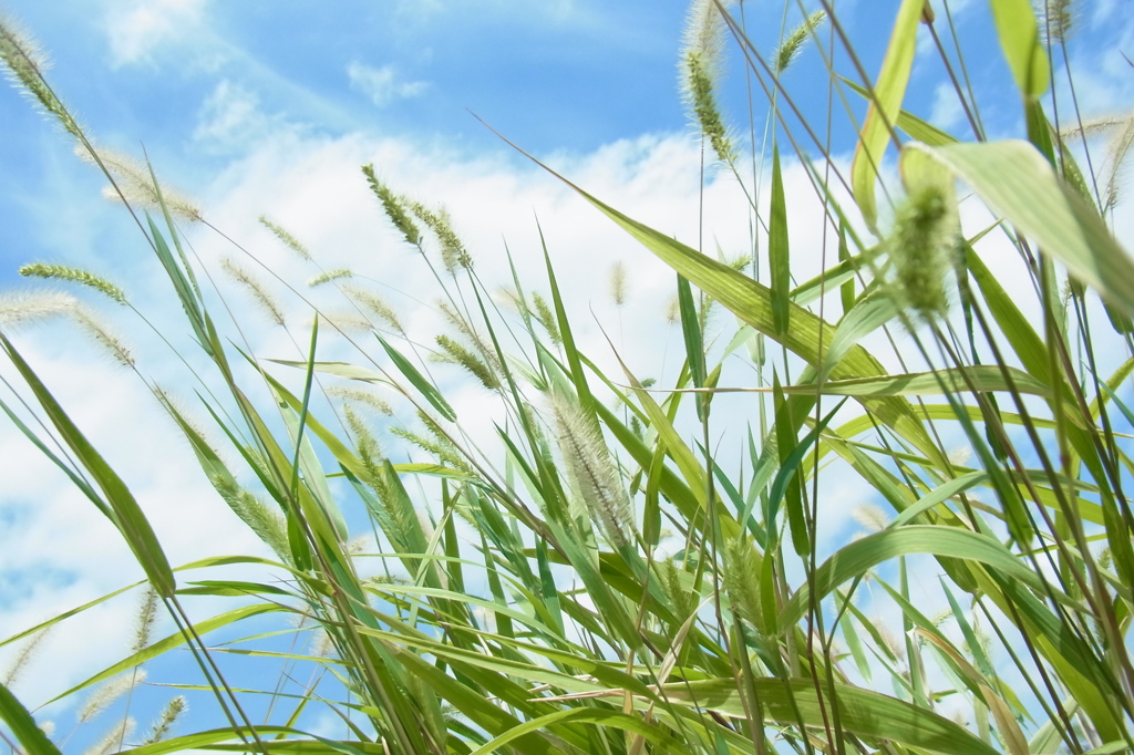 Setaria Viridis in the Sky