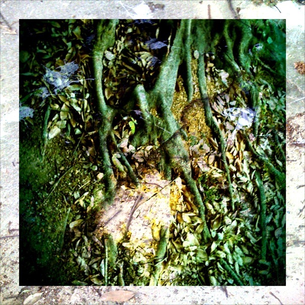 Green Impression
