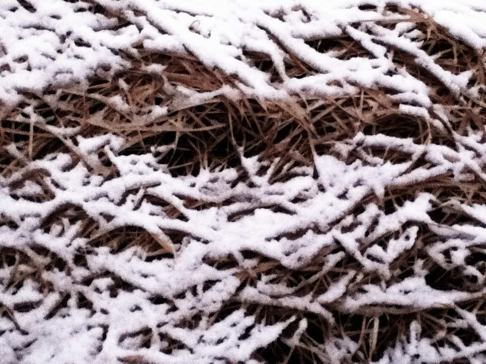 Snow Wave