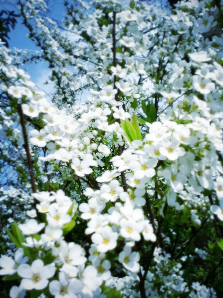 Yukiyanagi (Spiraea Thunbergii)