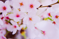 Sakura Portrait