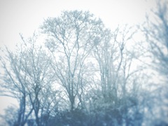 Snow Withered Trees